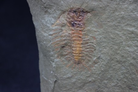 very rare trilobite: parapilekia from fezouata formation - Morocco