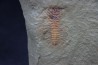 very rare trilobite: parapilekia from fezouata formation - Morocco
