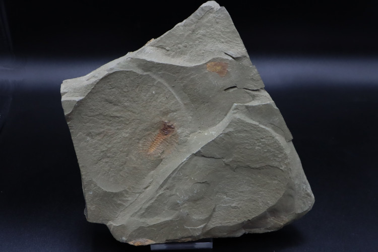 very rare trilobite: parapilekia from fezouata formation - Morocco