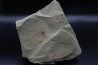 very rare trilobite: parapilekia from fezouata formation - Morocco