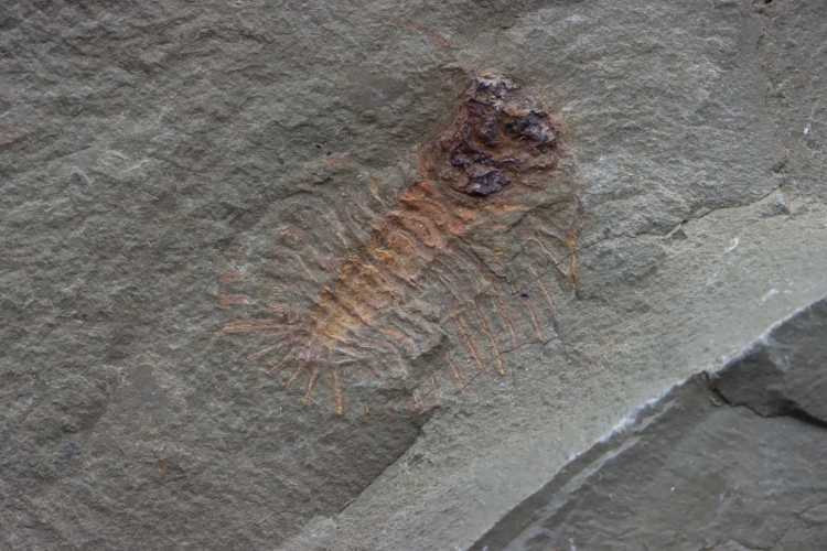 very rare trilobite: parapilekia from fezouata formation - Morocco