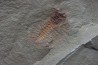 very rare trilobite: parapilekia from fezouata formation - Morocco
