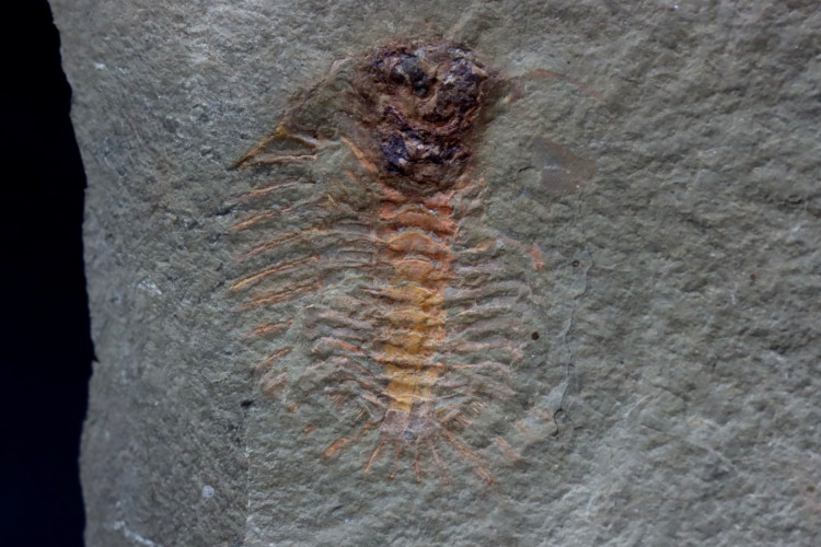 very rare trilobite: parapilekia from fezouata formation - Morocco