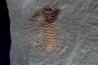 very rare trilobite: parapilekia from fezouata formation - Morocco