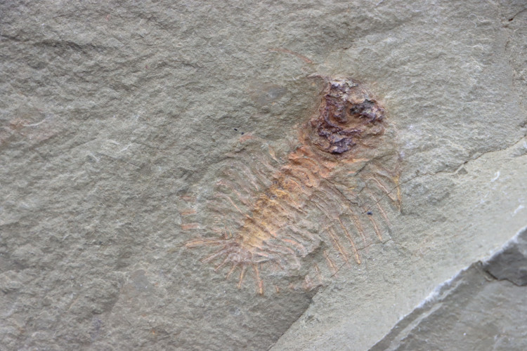 very rare trilobite: parapilekia from fezouata formation - Morocco