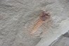 very rare trilobite: parapilekia from fezouata formation - Morocco
