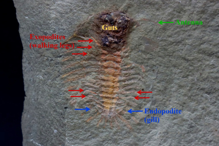 very rare trilobite: parapilekia from fezouata formation - Morocco