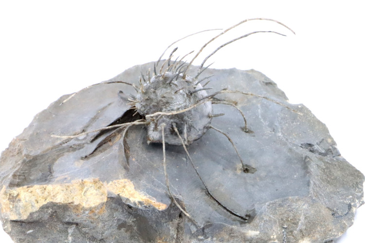 Spiny brachiopod: Poloniproductus varians