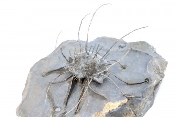 Spiny brachiopod:...