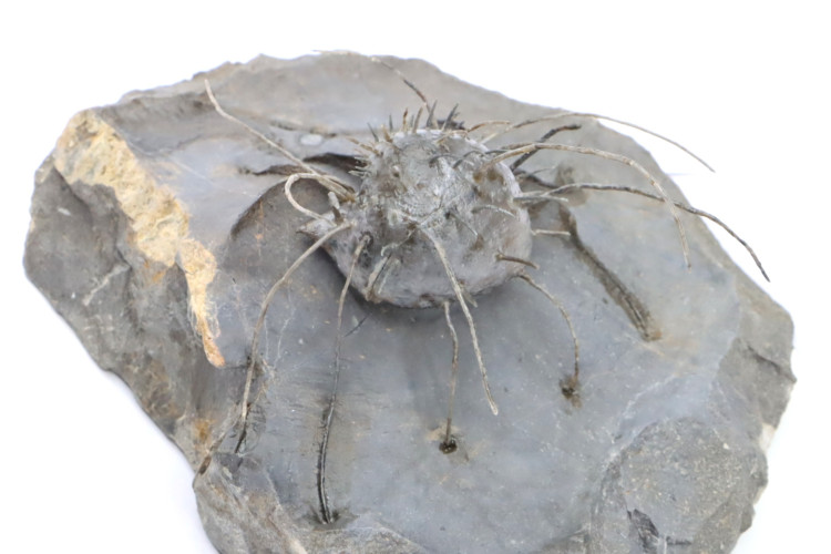 Spiny brachiopod: Poloniproductus varians