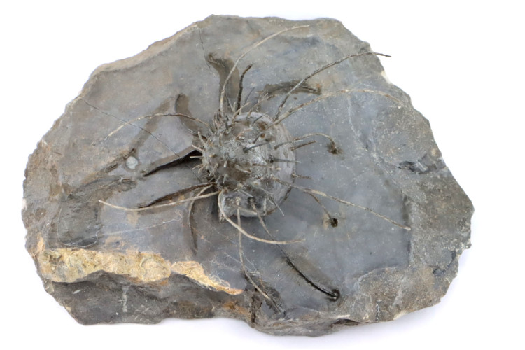 Spiny brachiopod: Poloniproductus varians
