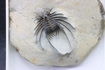 Undescribed new species...