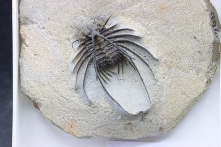 Undescribed new species ceratonurus