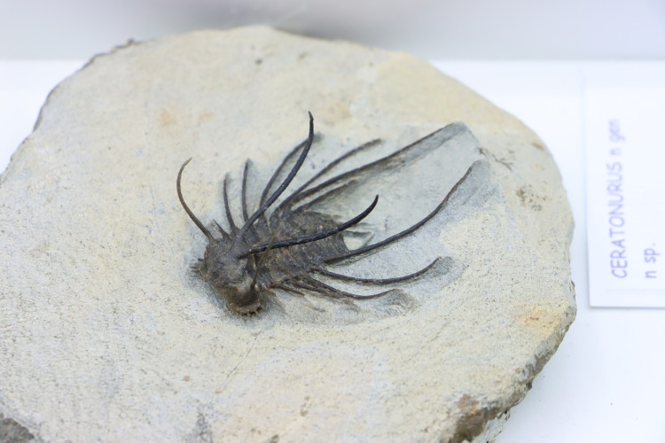 Undescribed new species ceratonurus