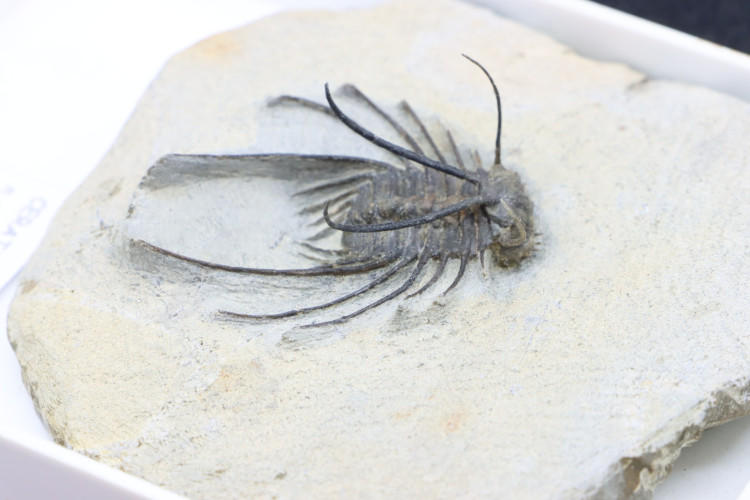 Undescribed new species ceratonurus