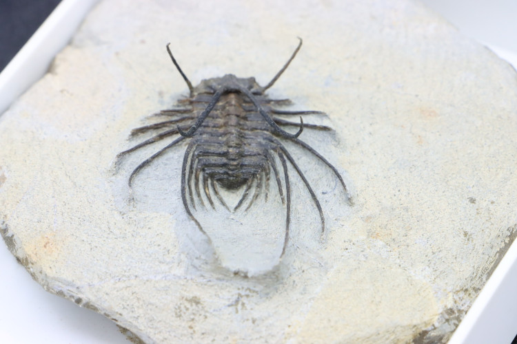 Undescribed new species ceratonurus