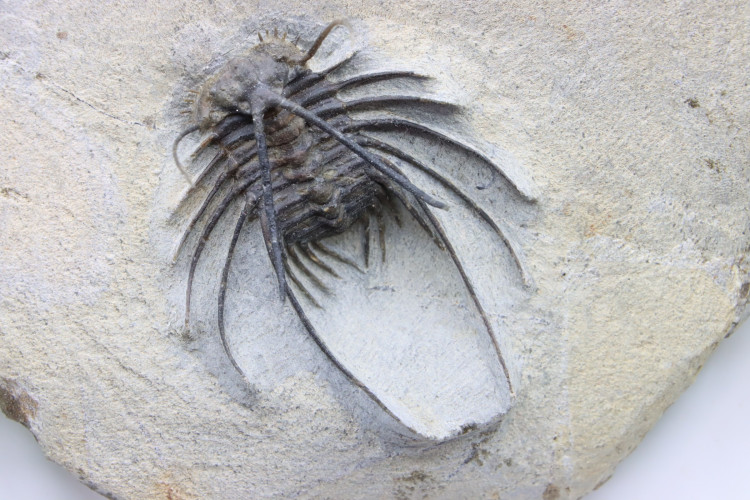 Undescribed new species ceratonurus