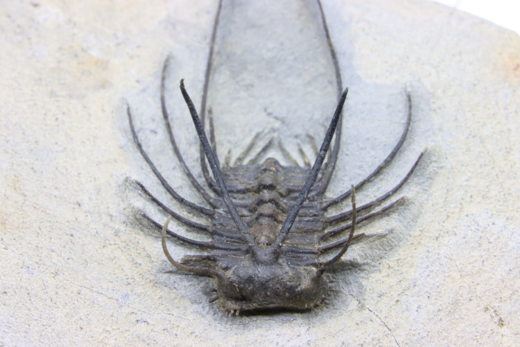 Undescribed new species ceratonurus