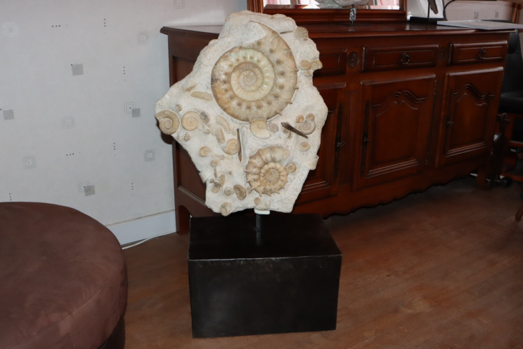 Middle Jurassic seabed with accumulation of rare ammonites