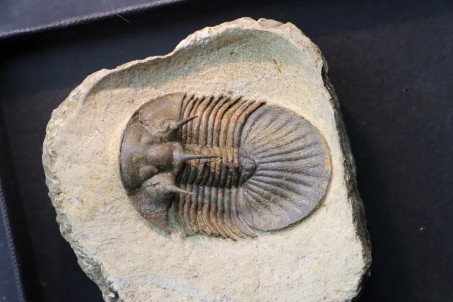 Very rare new species bojoscutellum