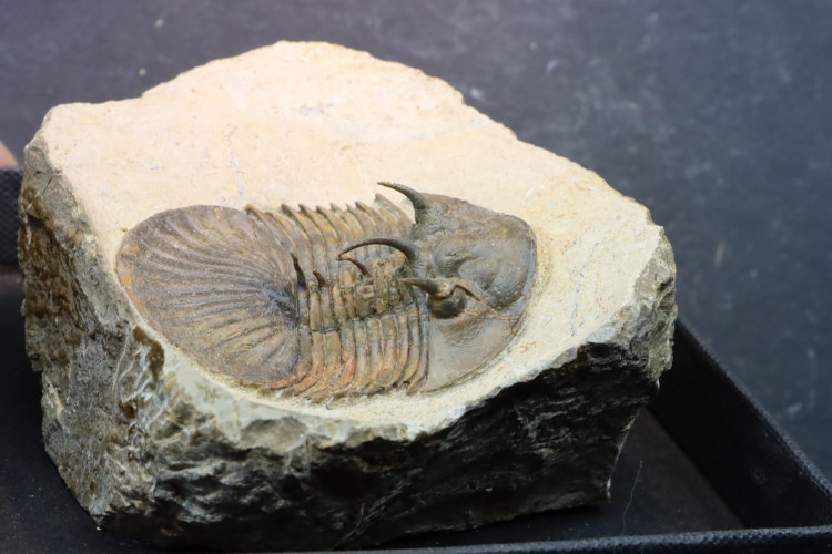 Very rare new species bojoscutellum