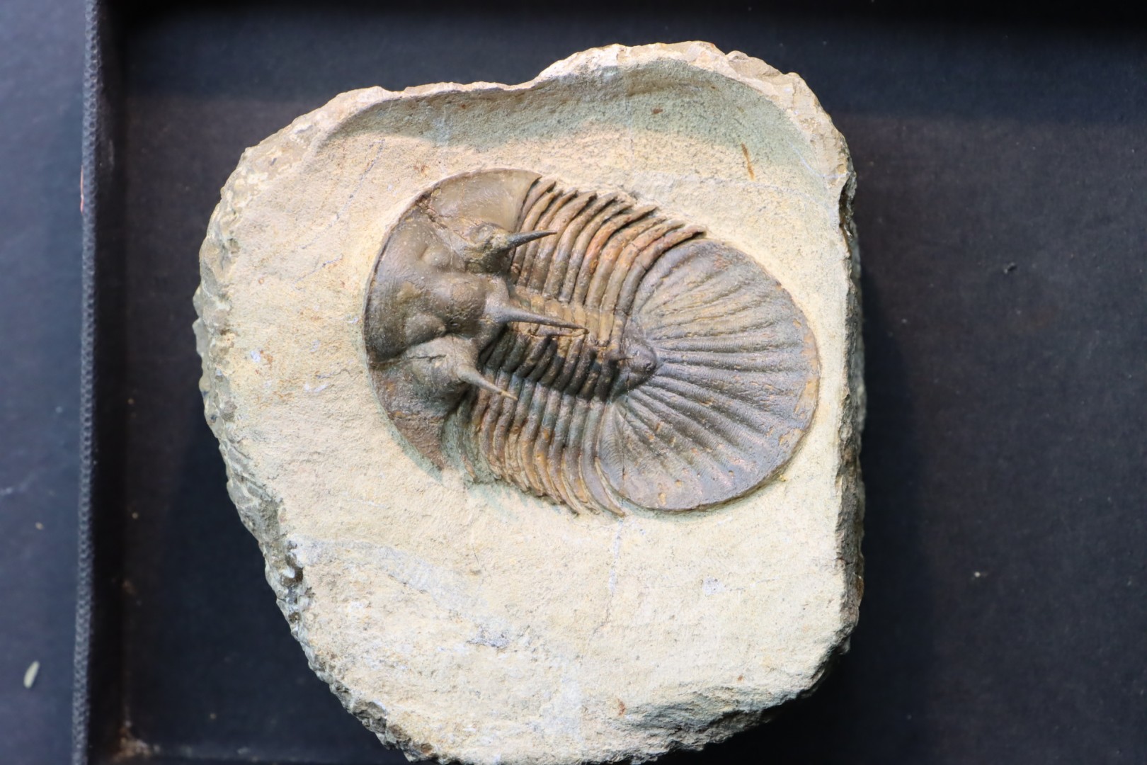 Very rare new species bojoscutellum