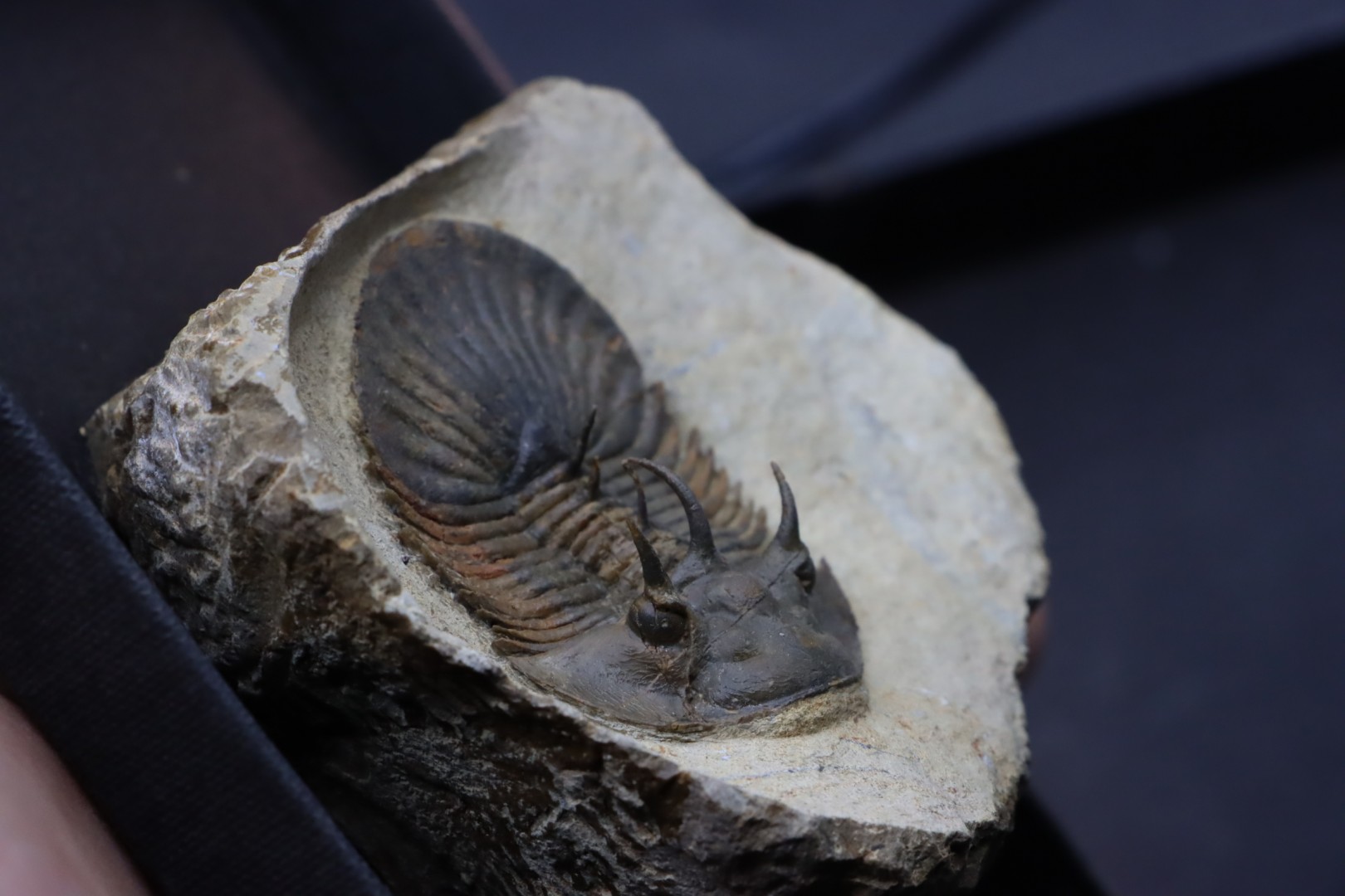 Very rare new species bojoscutellum