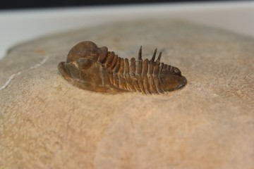 Curious spiny proetus