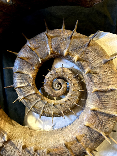 Spiny French ammonite CRIOCERATITES NOLANI