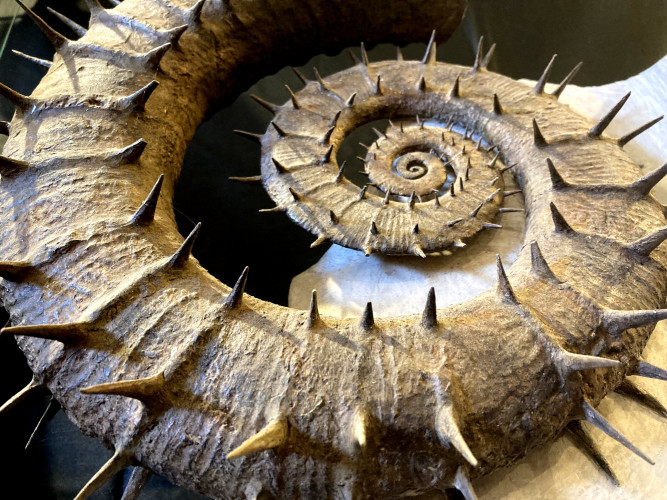 Spiny French ammonite CRIOCERATITES NOLANI