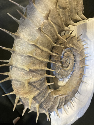 Spiny French ammonite CRIOCERATITES NOLANI