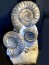 Nice display of  French ammonites ARIETITES