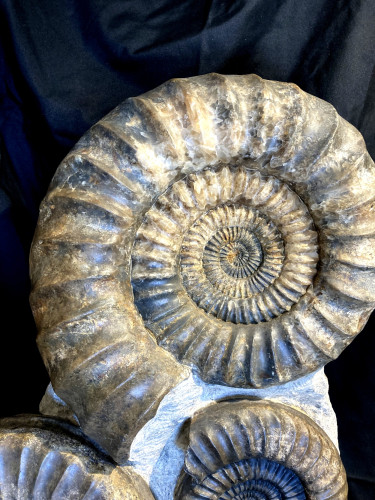 Nice display of  French ammonites ARIETITES