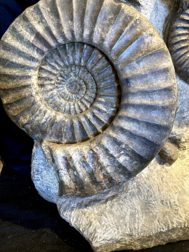 Nice display of  French ammonites ARIETITES