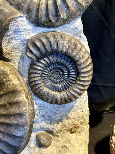 Nice display of  French ammonites ARIETITES
