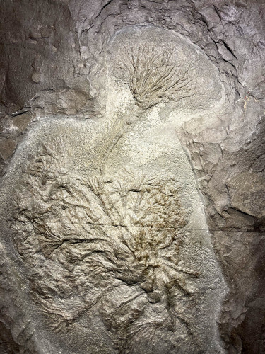 Crinoid from Germany Seirocrinus subangularis