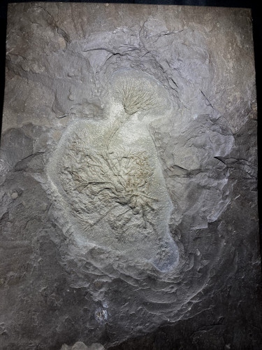 Crinoid from Germany Seirocrinus subangularis