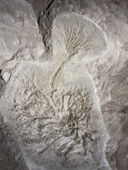 Crinoid from Germany...