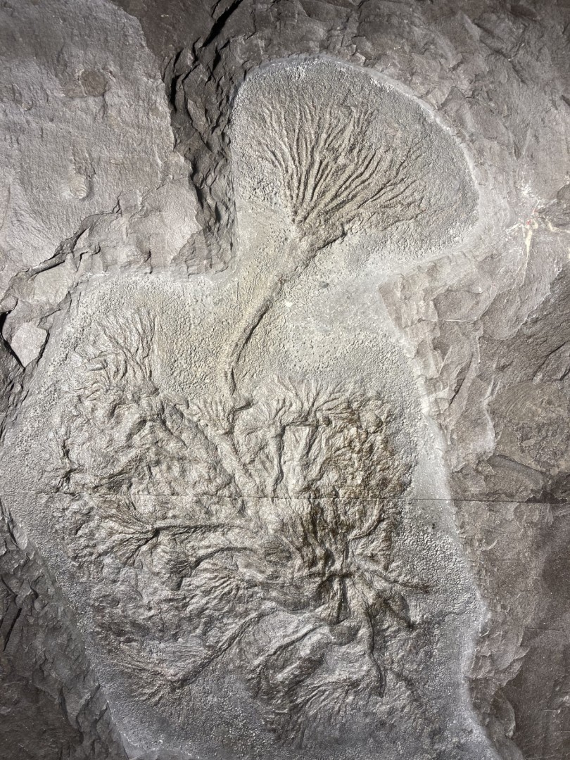 Crinoid from Germany Seirocrinus subangularis