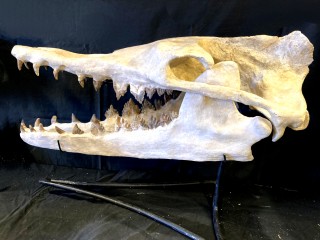 basilosaure skull -...