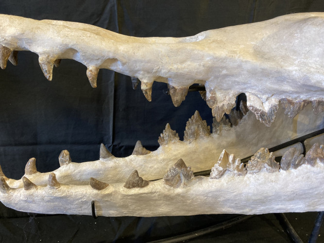basilosaure skull - (ancestor of whale)