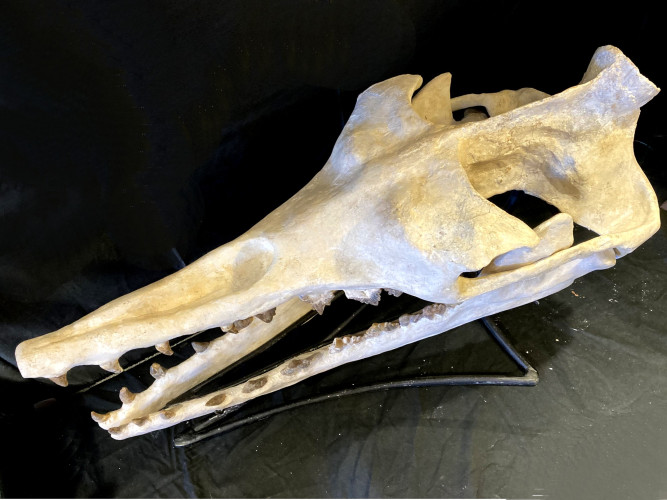 basilosaure skull - (ancestor of whale)