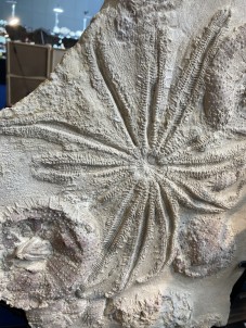 rare starfish, 12 arms, miocene, Lacoste, France