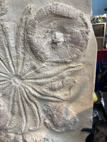 rare starfish, 12 arms, miocene, Lacoste, France