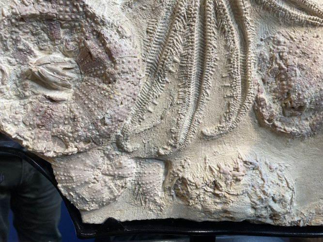 rare starfish, 12 arms, miocene, Lacoste, France