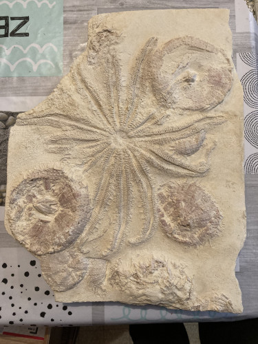 rare starfish, 12 arms, miocene, Lacoste, France