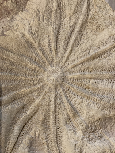 rare starfish, 12 arms, miocene, Lacoste, France