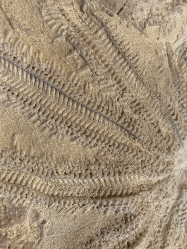 rare starfish, 12 arms, miocene, Lacoste, France