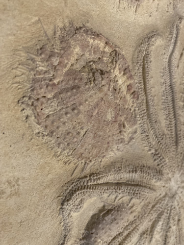 rare starfish, 12 arms, miocene, Lacoste, France