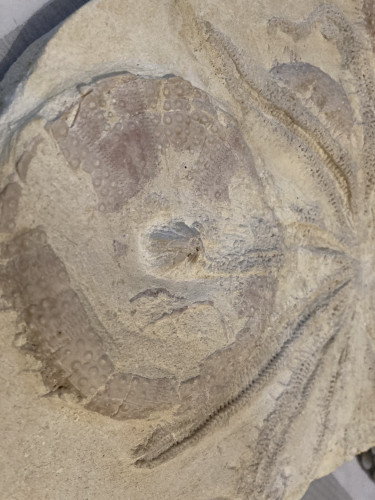 rare starfish, 12 arms, miocene, Lacoste, France